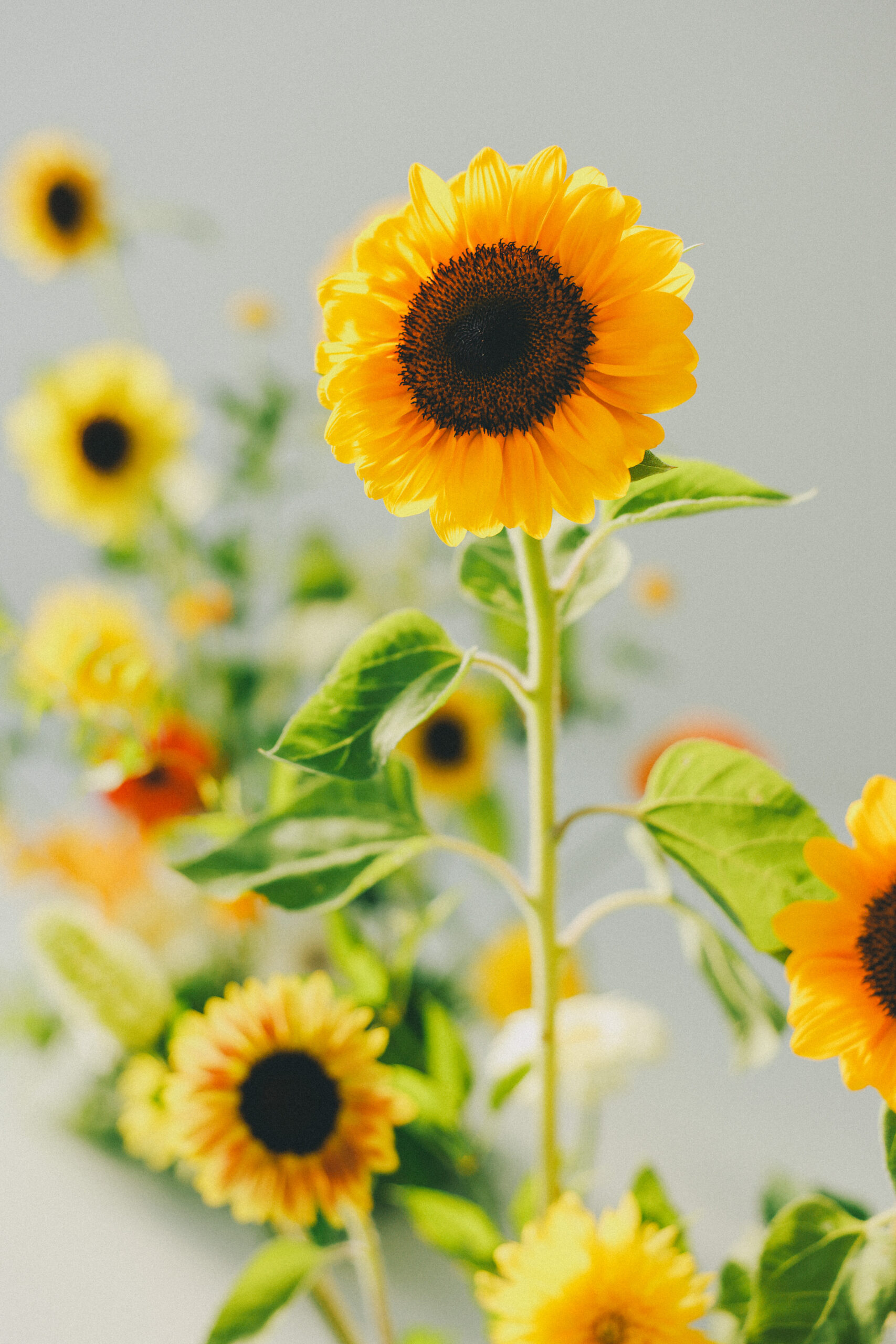 Sunflower event