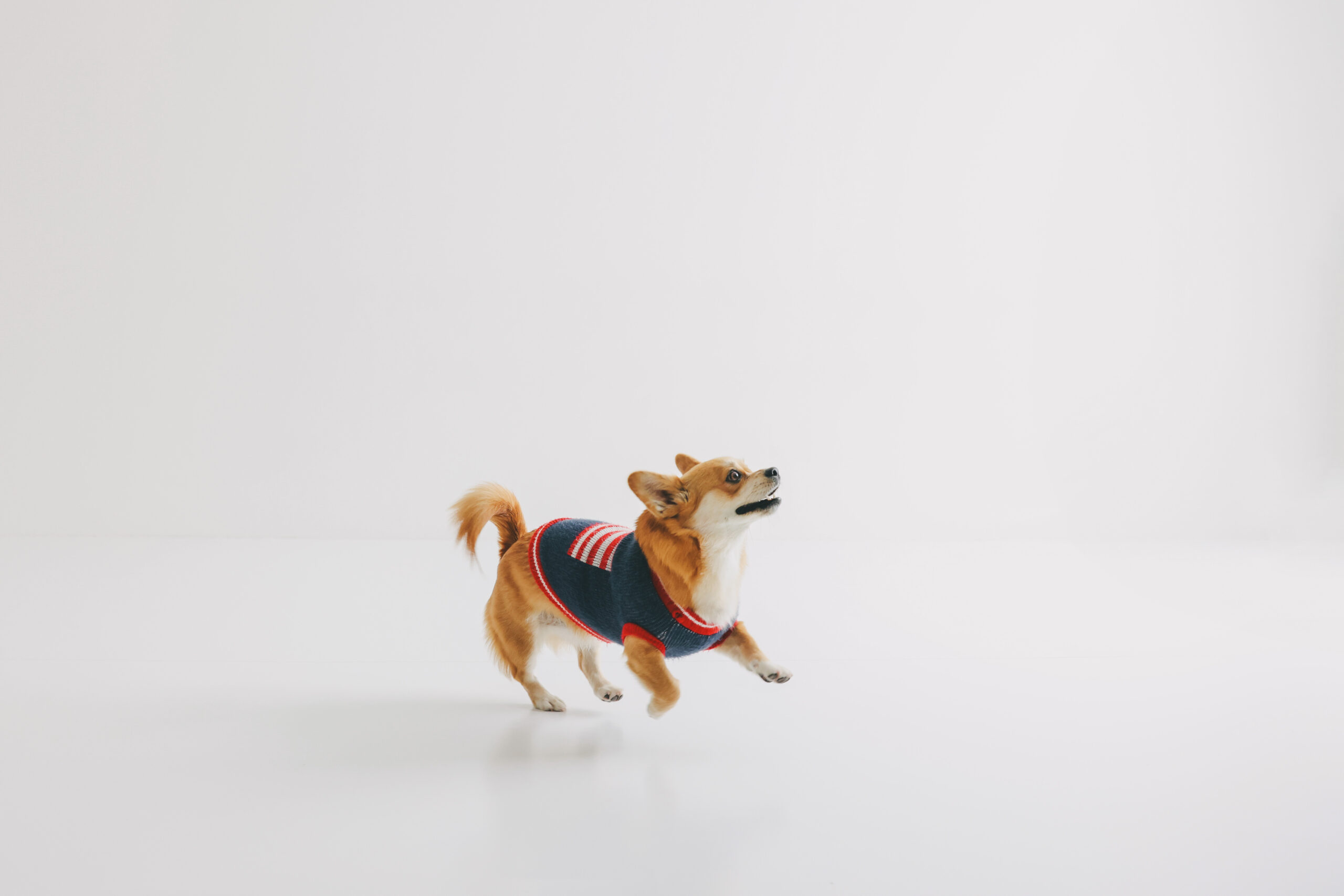 Pet -Studio Muku