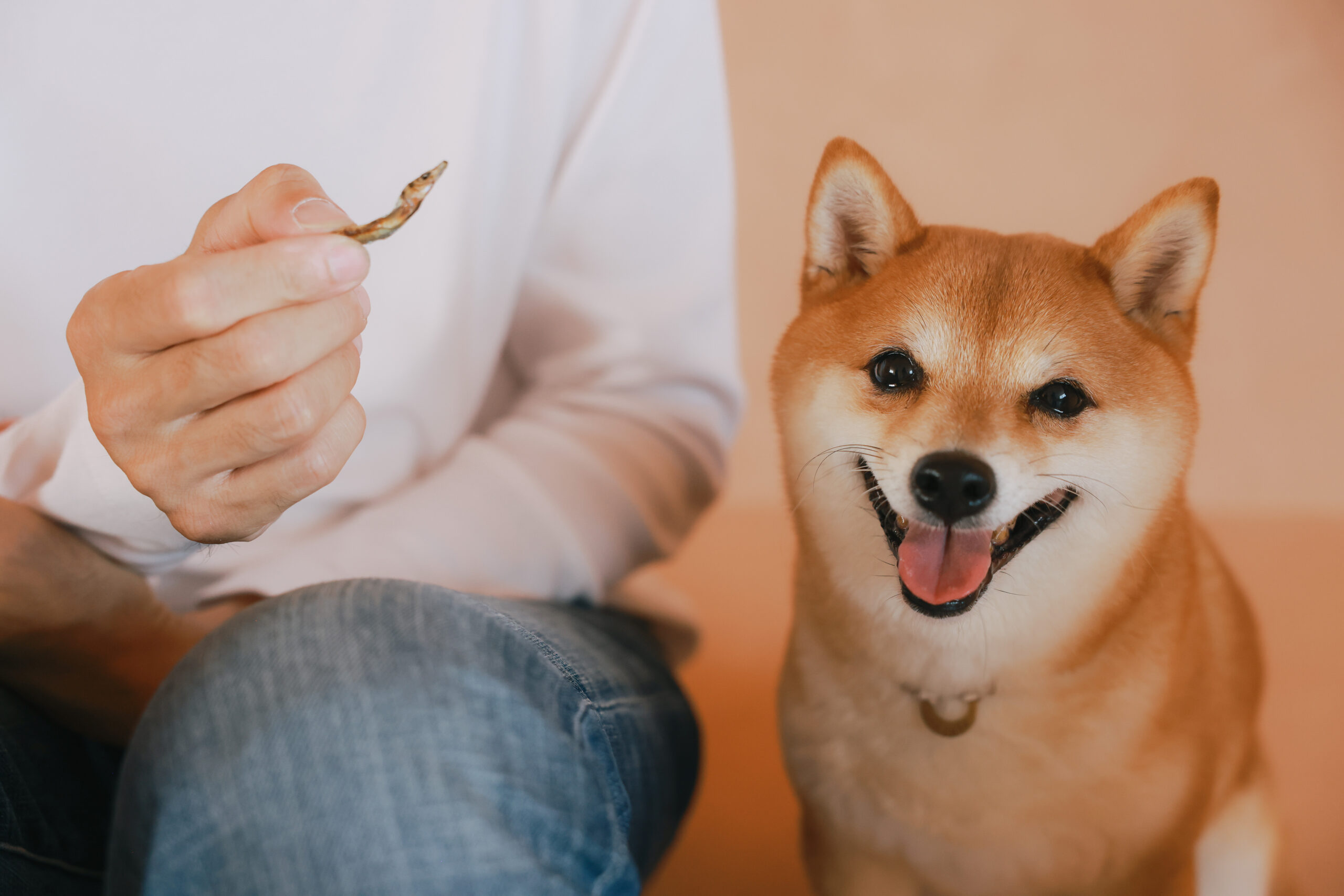 Pet -Studio Omoi